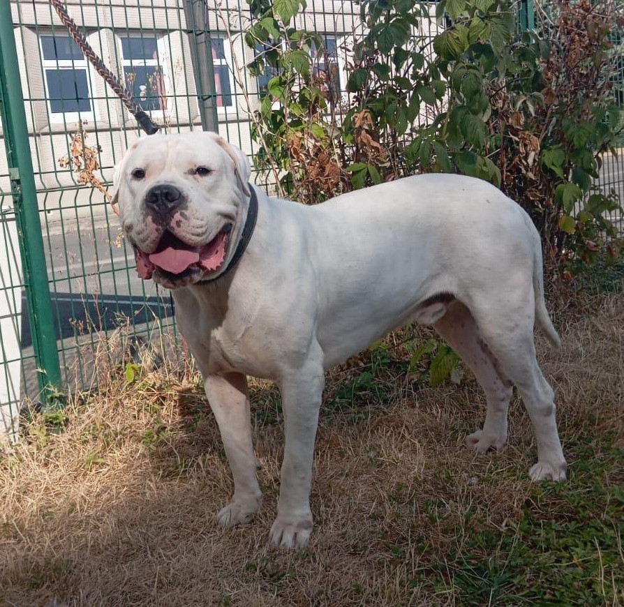 V'chico Dogo De La Monteria Del Pampa
